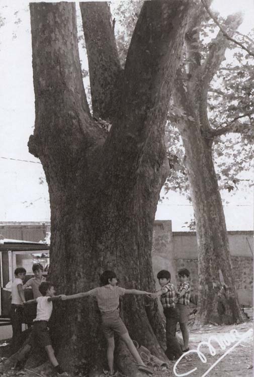 juan_carlos07_ (arbol)