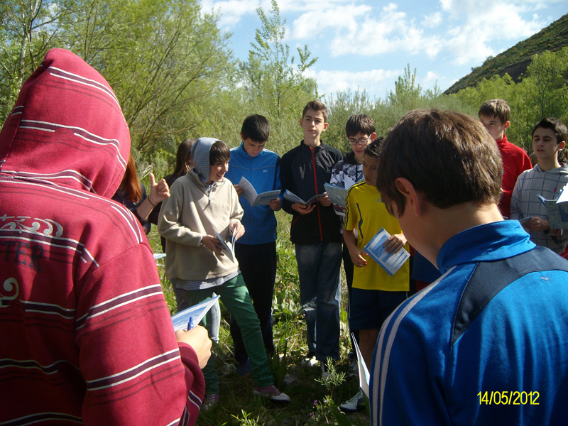 a_oja (6)