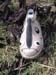 d_piel (5)